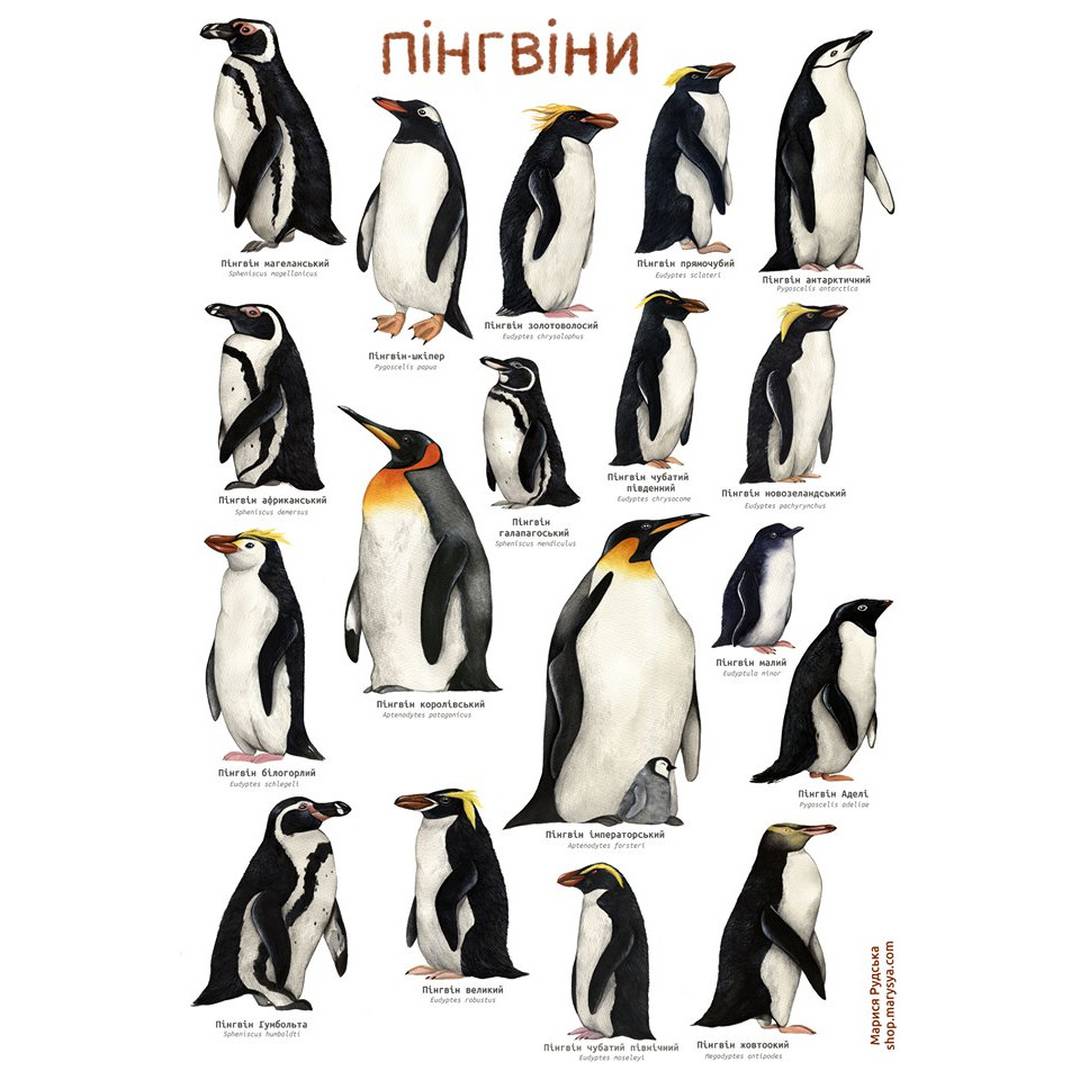 Постер "Пінгвіни" — Крамниця Marysya.com